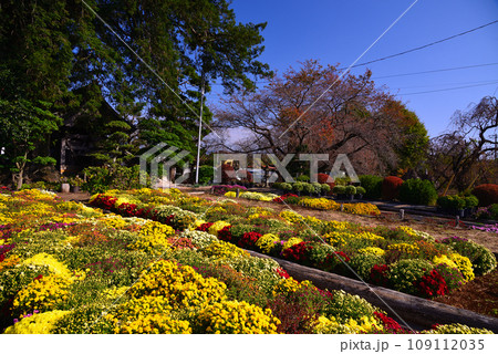 秋を告げるカラフルなざる菊 109112035