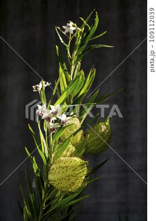 晩秋の陽を浴びて咲く、風船状の実をつけた白とピンクのフウセントウワタの花 晩秋の陽を浴びて咲く、風船状の実をつけた白とピンクのフウセントウワタの花 109112039