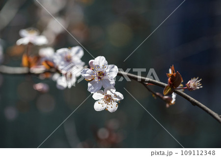 Branches of flowering sand cherry tree covered in white blossoms 109112348