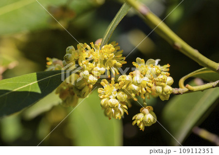 The laurel is noble with yellow flowers in spring. Greek laurel or sweet real laurel is a fragrant evergreen tree or a large shrub with green leaves The laurel is noble with yellow flowers in spring. Greek laurel or sweet real laurel is a fragrant evergreen tree or a large shrub with green leaves 109112351
