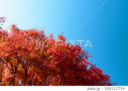 快晴の秋空と真っ赤に染まったモミジ 109112754