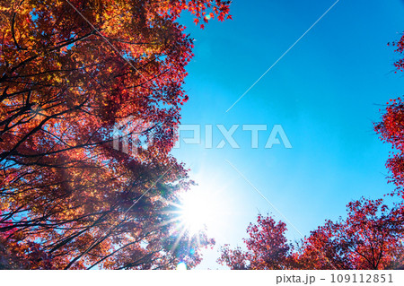 秋空の太陽と真っ赤に染まったモミジ 109112851