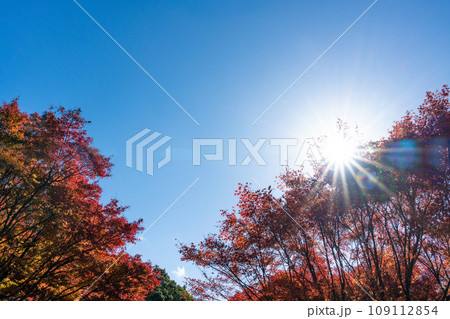 秋空の太陽と真っ赤に染まったモミジ 109112854