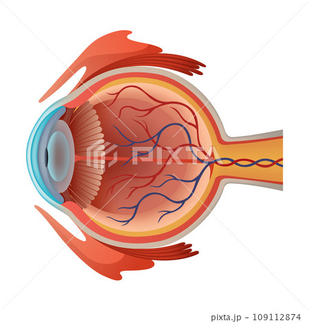 Human eye anatomy infographics with inside...のイラスト素材 [109112874] - PIXTA