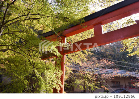 貴船神社　本宮参道入口の鳥居とモミジ 109112966