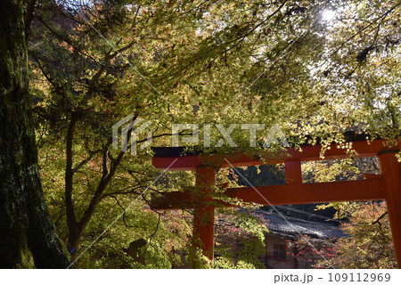 貴船神社　本宮参道入口の鳥居とモミジ 109112969