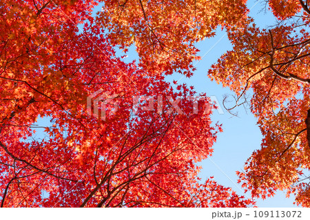 モミジの紅葉を透けてくる秋の光 109113072