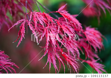 永観堂の紅葉 109113137