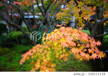永観堂の紅葉 109113139