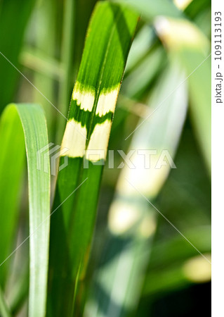 タカノハススキ(鷹の羽薄)の模様のクローズアップ タカノハススキ(鷹の羽薄)の模様のクローズアップ 109113193