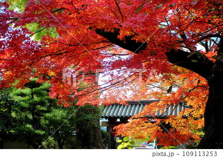 北九州市の広寿山福聚寺と紅葉が綺麗なもみじ【入口門】 109113253