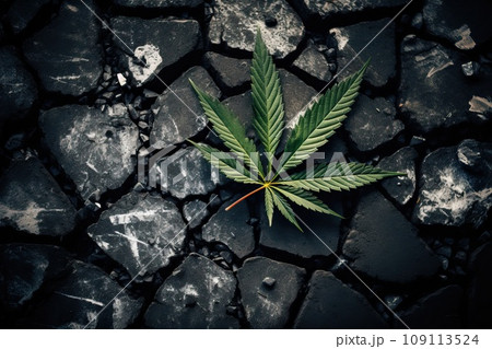 Marijuana leaf on black and cracked burnt earth. Marijuana leaf on black and cracked burnt earth. 109113524