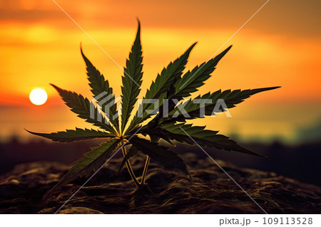 Silhouette of a marijuana bush at sunrise. Silhouette of a marijuana bush at sunrise. 109113528