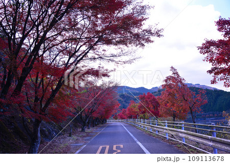 鮮やかな丹沢湖の紅葉 鮮やかな丹沢湖の紅葉 109113678