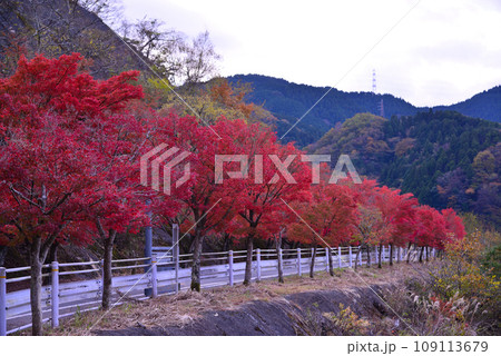 鮮やかな丹沢湖の紅葉 109113679