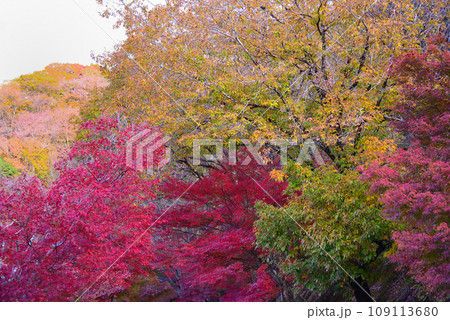 鮮やかな丹沢湖の紅葉 109113680