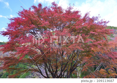 鮮やかな丹沢湖の紅葉 鮮やかな丹沢湖の紅葉 109113687