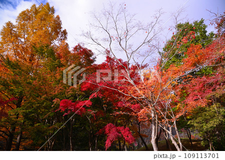 鮮やかな丹沢湖の紅葉 鮮やかな丹沢湖の紅葉 109113701
