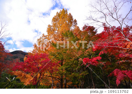 鮮やかな丹沢湖の紅葉 109113702