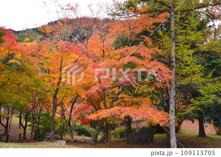 鮮やかな丹沢湖の紅葉 109113705