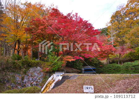 鮮やかな丹沢湖の紅葉 鮮やかな丹沢湖の紅葉 109113712