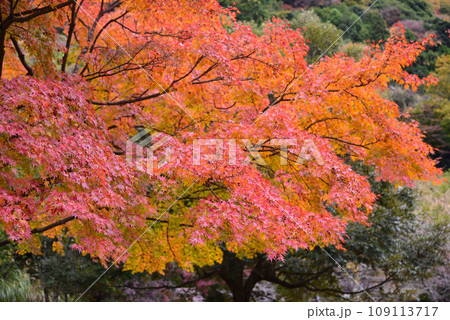 鮮やかな丹沢湖の紅葉 鮮やかな丹沢湖の紅葉 109113717