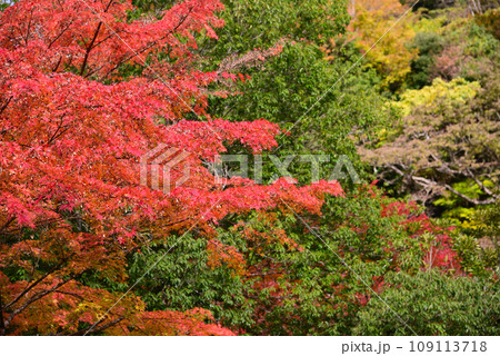 鮮やかな丹沢湖の紅葉 鮮やかな丹沢湖の紅葉 109113718