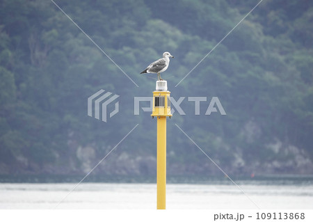 海の灯標に止まっているウミネコ 109113868