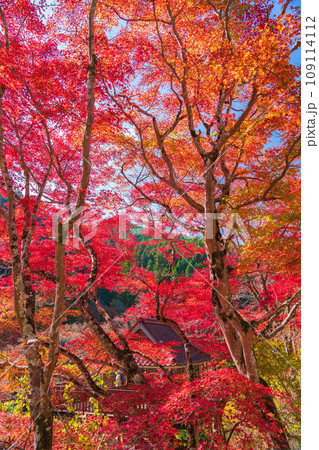 秋の大井平公園〈愛知県豊田市〉 109114112