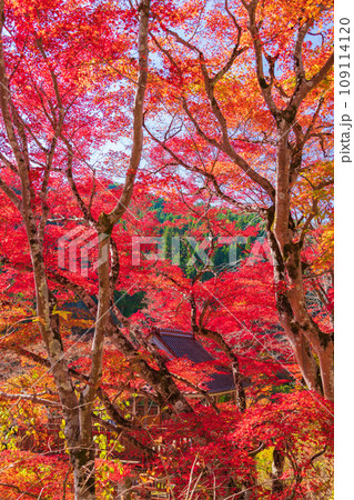 秋の大井平公園〈愛知県豊田市〉 秋の大井平公園〈愛知県豊田市〉 109114120