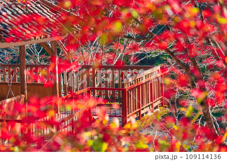 秋の大井平公園〈愛知県豊田市〉 秋の大井平公園〈愛知県豊田市〉 109114136