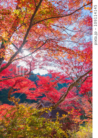 秋の大井平公園〈愛知県豊田市〉 秋の大井平公園〈愛知県豊田市〉 109114145