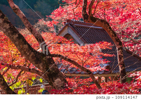 秋の大井平公園〈愛知県豊田市〉 109114147
