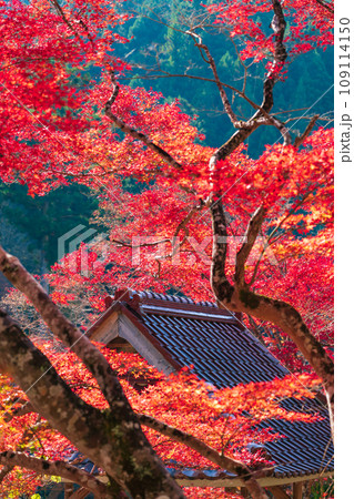 秋の大井平公園〈愛知県豊田市〉 秋の大井平公園〈愛知県豊田市〉 109114150