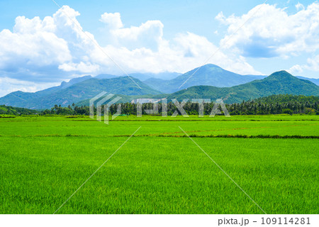 Bright field of rice growing in Vietnam Bright field of rice growing in Vietnam 109114281