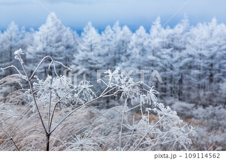 高ボッチ高原の霧氷 109114562