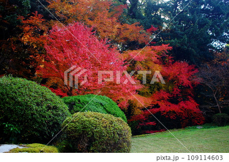 北九州市の広寿山福聚寺と紅葉が綺麗なもみじ 109114603