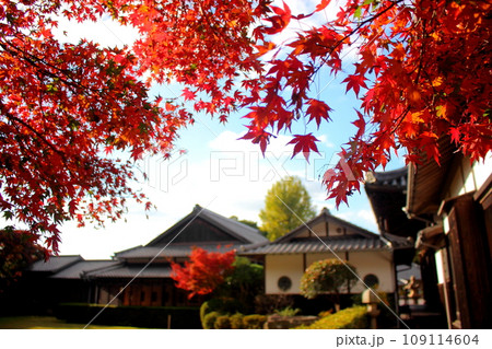 北九州市の広寿山福聚寺と紅葉が綺麗なもみじ 北九州市の広寿山福聚寺と紅葉が綺麗なもみじ 109114604