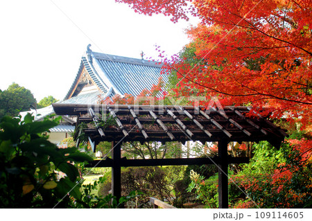 北九州市の広寿山福聚寺と紅葉が綺麗なもみじ 北九州市の広寿山福聚寺と紅葉が綺麗なもみじ 109114605