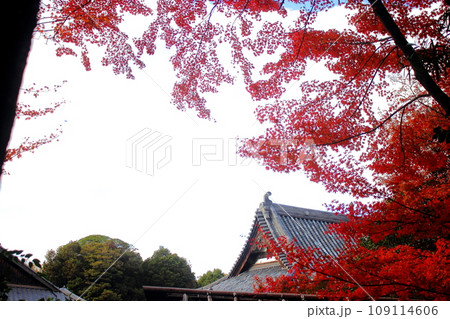 北九州市の広寿山福聚寺と紅葉が綺麗なもみじ 北九州市の広寿山福聚寺と紅葉が綺麗なもみじ 109114606
