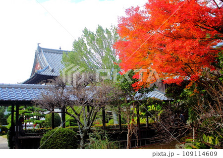 北九州市の広寿山福聚寺と紅葉が綺麗なもみじ 109114609