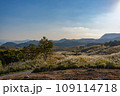 夕方の平尾台 109114718