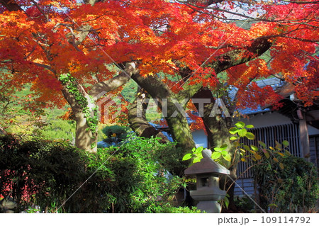 北九州市の広寿山福聚寺と紅葉が綺麗なもみじ 北九州市の広寿山福聚寺と紅葉が綺麗なもみじ 109114792