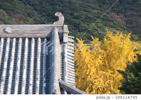 北九州市の広寿山福聚寺の屋根と、いちょうの葉 北九州市の広寿山福聚寺の屋根と、いちょうの葉 109114795