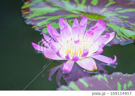 家の周りの草花 四季の色々 水生植物  初夏の微笑み 美しい可憐な花びら 大輪のスイレン 家の周りの草花 四季の色々 水生植物  初夏の微笑み 美しい可憐な花びら 大輪のスイレン 109114957