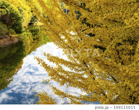 信貴山のダム湖と銀杏の木 109115015