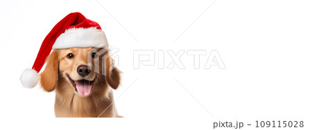Cute Puppy in red Santa hat isolated on white background with space for text. Golden retriever dog in Santa's hat close-up on white background. 109115028