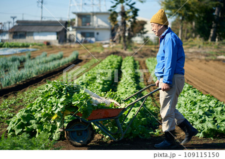 収穫した大根を運ぶ男性 109115150