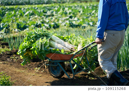 収穫した大根を運ぶ男性 109115268