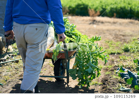収穫した大根を運ぶ男性 109115269